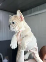 Oats- Fawn Merle , a male French Bulldog for sale in Red Oak, OK – Photo 7 of 10