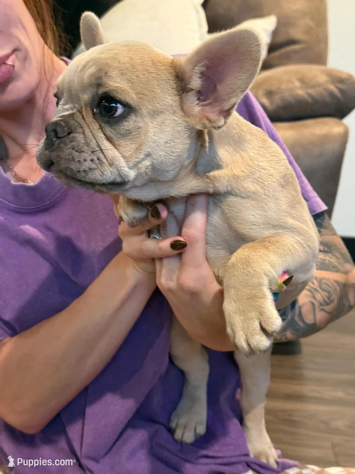 Cloudy, a female French Bulldog for sale in Red Oak, OK – Photo 2 of 6
