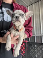 Queenie- Blue Merle, a female French Bulldog for sale in Red Oak, OK – 2 of 3