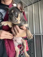 Ollie- Blue & Tan , a male French Bulldog for sale in Red Oak, OK – 2 of 2