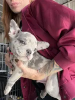 Rio- Blue Merle, a male French Bulldog for sale in Red Oak, OK – 3 of 3