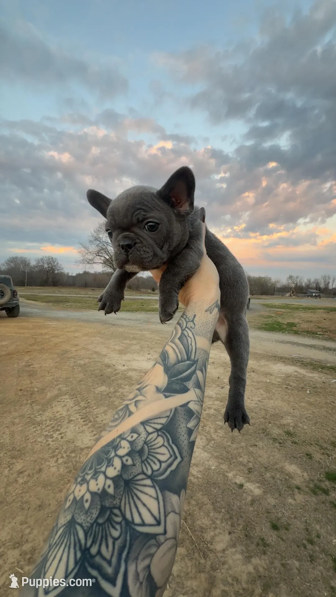 Thunder, a male French Bulldog for sale in Red Oak, OK – Photo 2 of 6