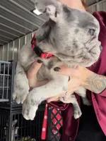 Rio- Blue Merle, a male French Bulldog for sale in Red Oak, OK – 2 of 3