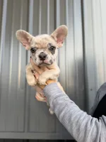 Banks- Lilac Merle, a male French Bulldog for sale in Red Oak, OK – 7 of 8