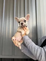 Banks- Lilac Merle, a male French Bulldog for sale in Red Oak, OK – 6 of 8