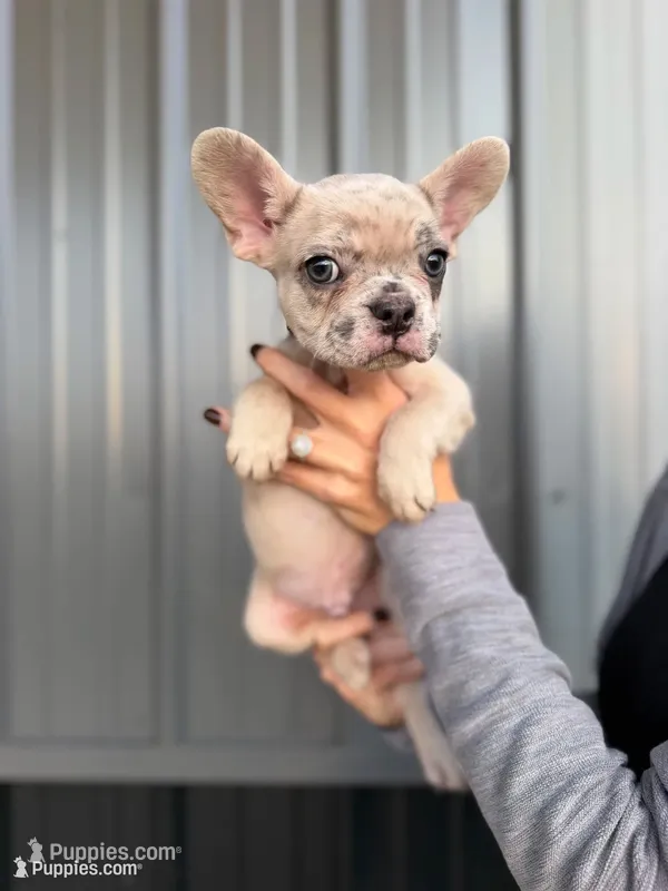 Banks- Lilac Merle – French Bulldog puppy for sale in Red Oak, OK