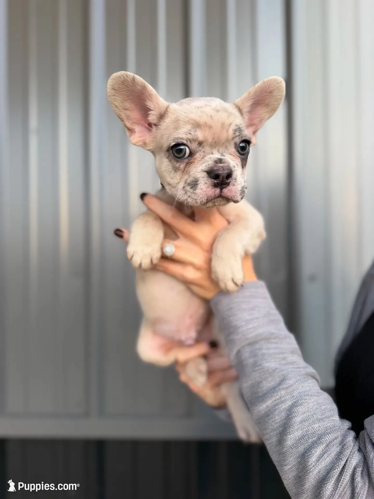 Banks- Lilac Merle, a male French Bulldog for sale in Red Oak, OK – 1 of 8