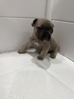 Rio, a male French Bulldog for sale in Red Oak, OK – 3 of 3