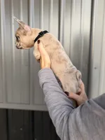 Banks- Lilac Merle, a male French Bulldog for sale in Red Oak, OK – 8 of 8