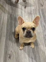 Cloudy- Fawn Merle, a female French Bulldog for sale in Red Oak, OK – 2 of 2