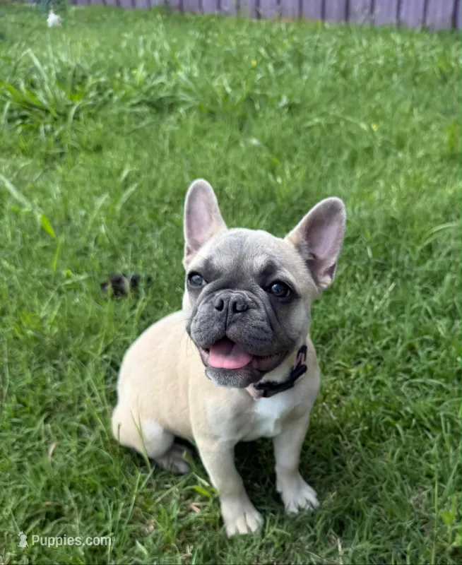 Breezy – French Bulldog puppy for sale in Red Oak, OK