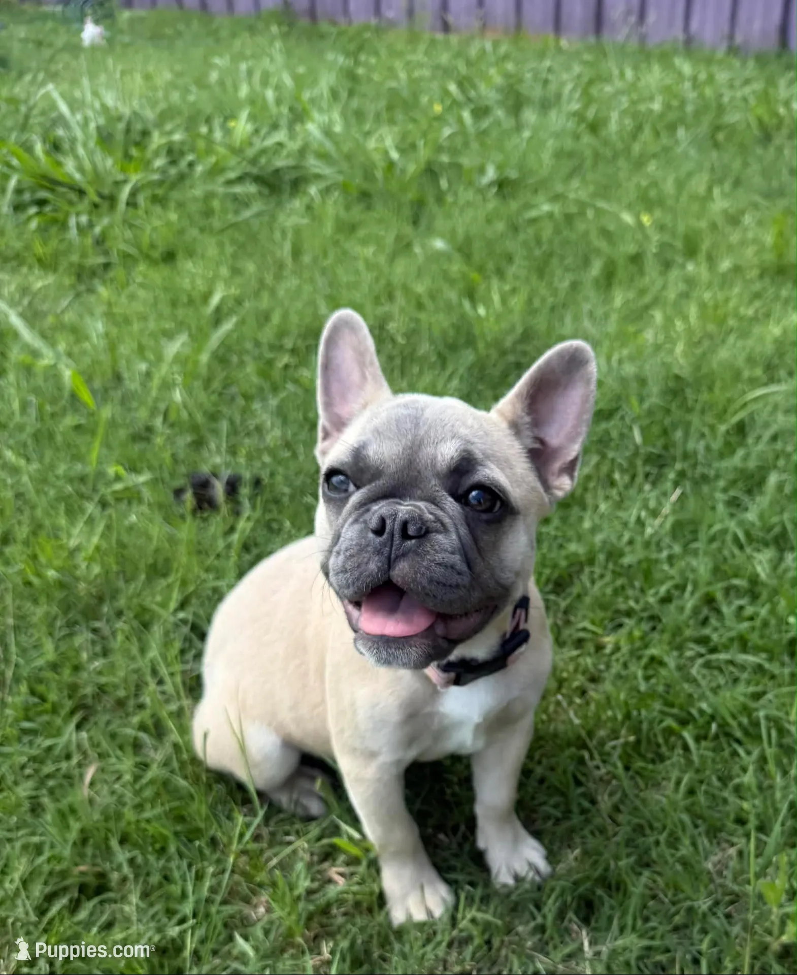Breezy, a female French Bulldog for sale in Red Oak, OK – 1 of 3