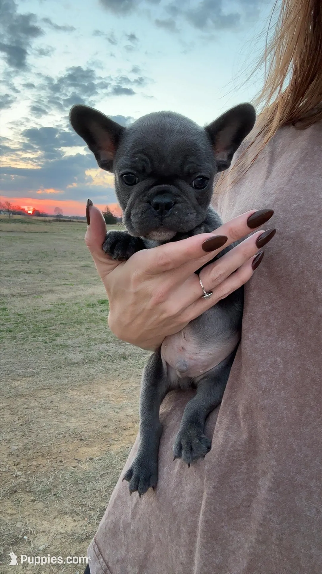 Thunder, a male French Bulldog for sale in Red Oak, OK – Photo 3 of 6