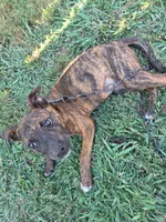 Luna, a female American Pit Bull Terrier for sale in Conway, AR – 4 of 7