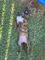 Luna, a female American Pit Bull Terrier for sale in Conway, AR – 6 of 7