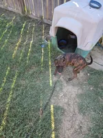 Luna, a female American Pit Bull Terrier for sale in Conway, AR – 2 of 7
