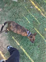 Luna, a female American Pit Bull Terrier for sale in Conway, AR – 5 of 7