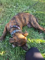 Luna, a female American Pit Bull Terrier for sale in Conway, AR – 7 of 7