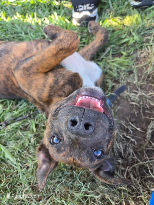 Luna – American Pit Bull Terrier puppy for sale in Conway, AR