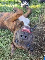 Luna, a female American Pit Bull Terrier for sale in Conway, AR – 1 of 7