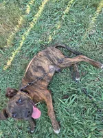 Luna, a female American Pit Bull Terrier for sale in Conway, AR – 3 of 7