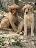 Tonya, a female Golden Retriever for sale in Lancaster, KY – Photo 7 of 8