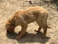 Tonya, a female Golden Retriever for sale in Lancaster, KY – Photo 2 of 8
