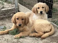 Tonya, a female Golden Retriever for sale in Lancaster, KY – Photo 4 of 8