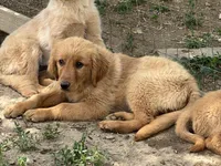 Tonya, a female Golden Retriever for sale in Lancaster, KY – Photo 8 of 8