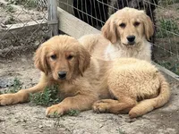 Tonya, a female Golden Retriever for sale in Lancaster, KY – Photo 5 of 8