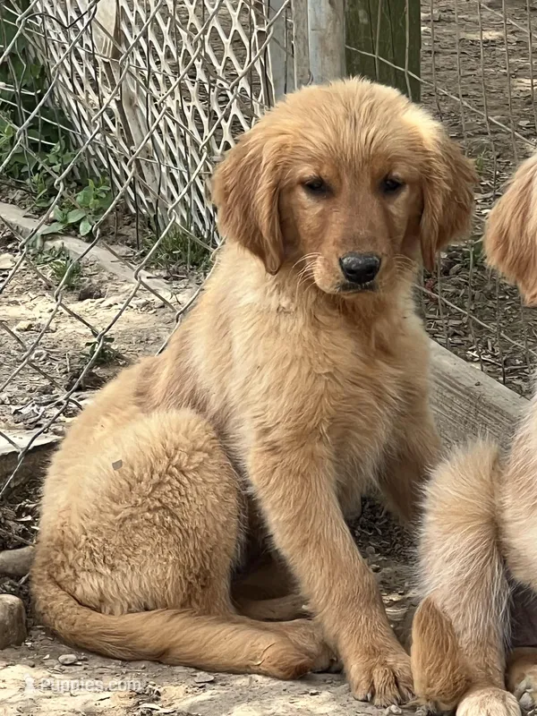 Tonya, a female Golden Retriever for sale in Lancaster, KY – Photo 1 of 8