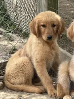 Tonya, a female Golden Retriever for sale in Lancaster, KY – Photo 1 of 8