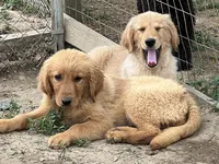 Tonya, a female Golden Retriever for sale in Lancaster, KY – Photo 3 of 8