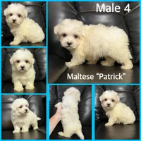 Ckc Maltese litter, a male Maltese for sale in Lancaster, KY – Photo 2 of 6