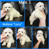Ckc Maltese litter, a male Maltese for sale in Lancaster, KY – Photo 6 of 6
