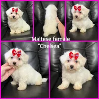 Ckc Maltese litter, a male Maltese for sale in Lancaster, KY – Photo 3 of 6