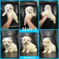 Ckc Maltese litter, a male Maltese for sale in Lancaster, KY – Photo 4 of 6