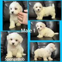 Ckc Maltese litter, a male Maltese for sale in Lancaster, KY – Photo 5 of 6