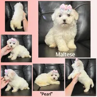 Ckc Maltese litter, a male Maltese for sale in Lancaster, KY – Photo 1 of 6