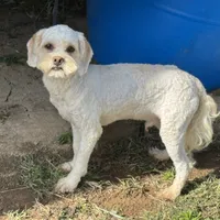 Cooper, a male Cockapoo for sale in Lancaster, KY – Photo 2 of 8