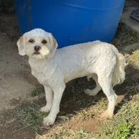 Cooper, a male Cockapoo for sale in Lancaster, KY – Photo 3 of 8