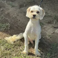 Cooper, a male Cockapoo for sale in Lancaster, KY – Photo 5 of 8