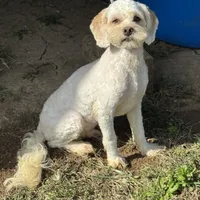 Cooper, a male Cockapoo for sale in Lancaster, KY – Photo 8 of 8