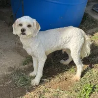 Cooper, a male Cockapoo for sale in Lancaster, KY – Photo 4 of 8