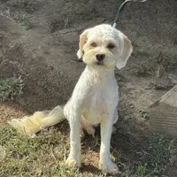 Cooper, a male Cockapoo for sale in Lancaster, KY – Photo 6 of 8