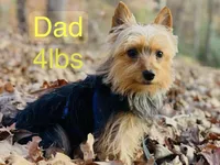 Prada, a female Yorkshire Terrier for sale in Troy, NC – 9 of 9
