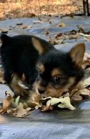 Gucci, a female Yorkshire Terrier for sale in Troy, NC – 4 of 8