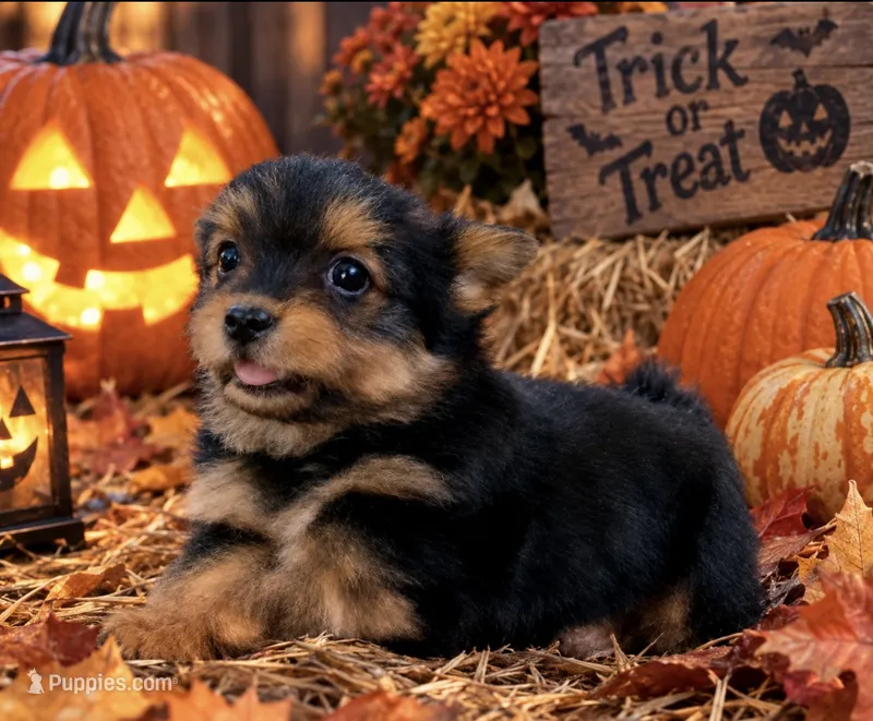 Prada – Yorkshire Terrier puppy for sale in Troy, NC
