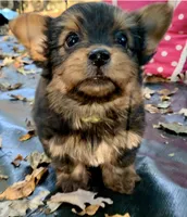 Prada, a female Yorkshire Terrier for sale in Troy, NC – 4 of 9
