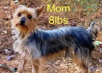 Versace , a female Yorkshire Terrier for sale in Troy, NC – 6 of 7